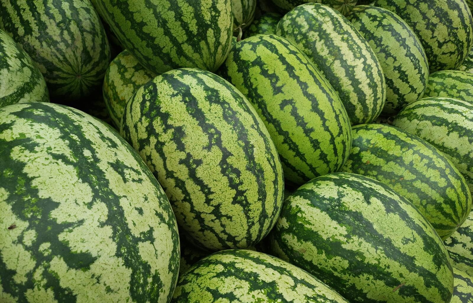 A vibrant display of fresh watermelons at a market in Dhaka, Bangladesh.
